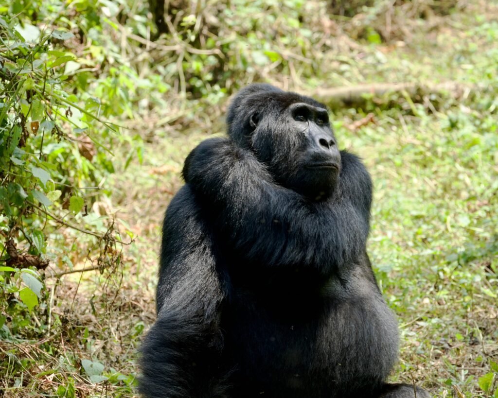 Mountain Gorillas