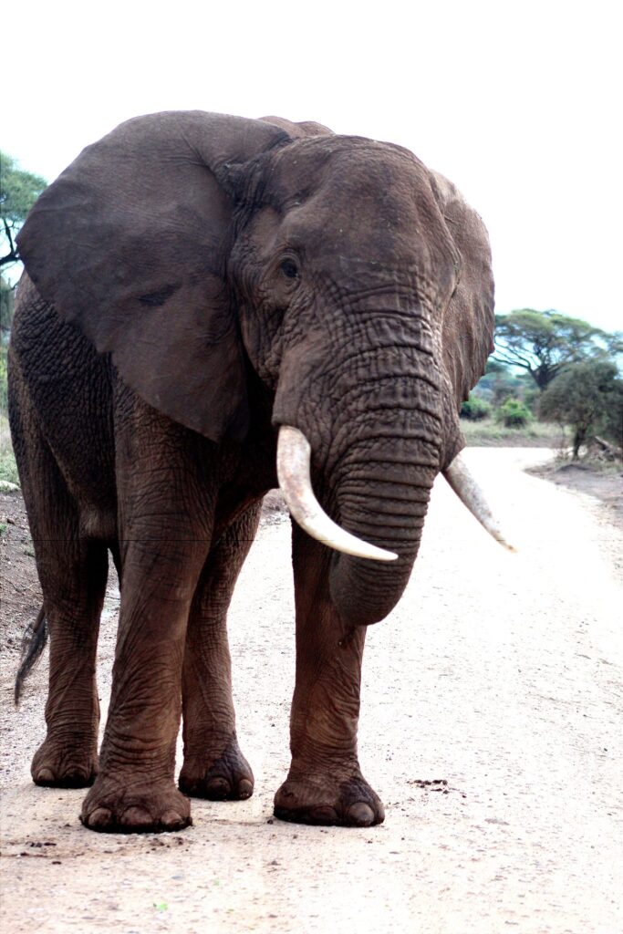 Behavior of African elephants - Denhum Holidays