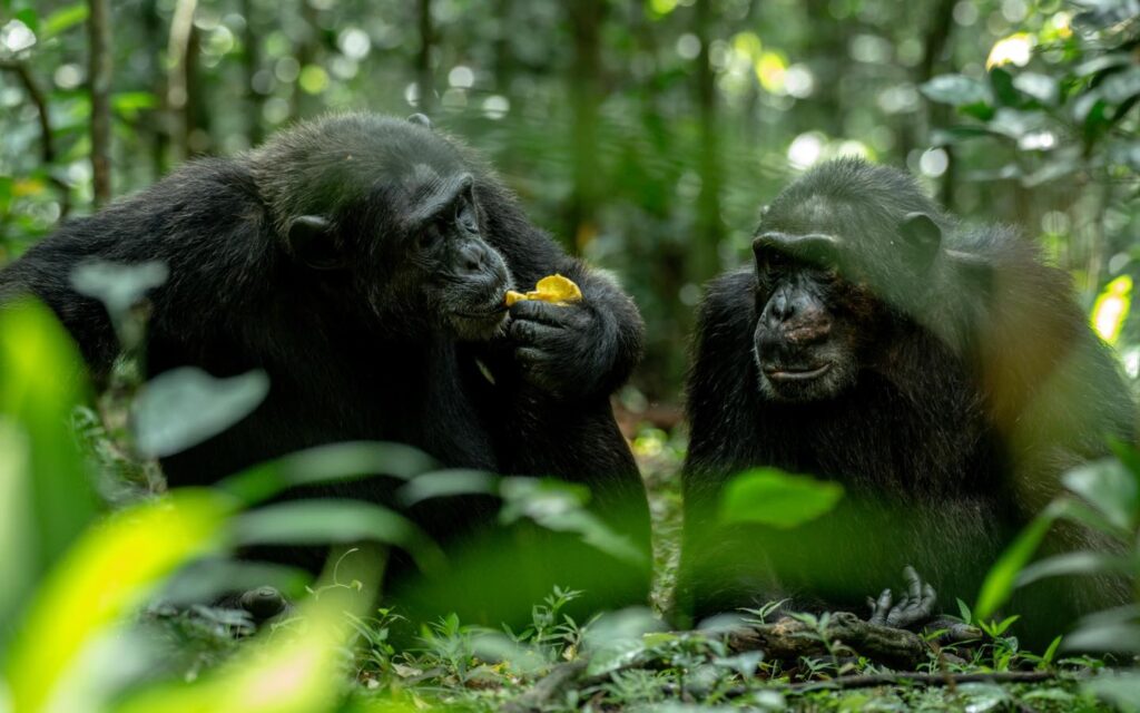 gorilla trekking holiday