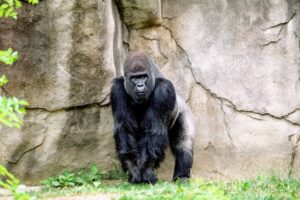 A photo of a gorilla standing