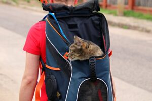 Ensuring a comfortable adventure when traveling with pets starts with proper carriers adapted to your companion’s needs