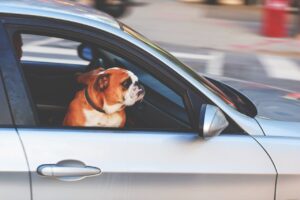 Bulldog in a moving grey car