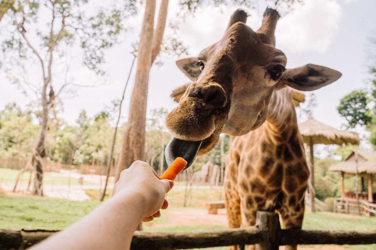 Preparing for Your First Safari