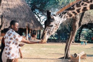 Man feeding a giraffe on a Safari