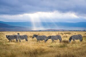 Five zebras and a cloudy sky 