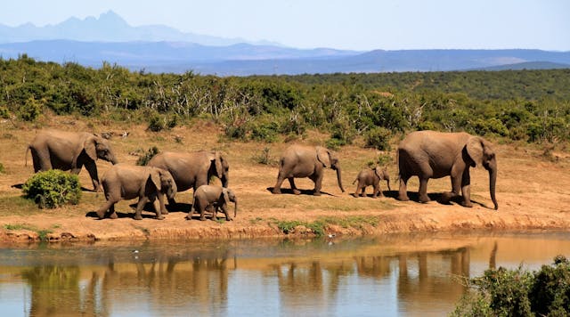 Best Kenya safari tours