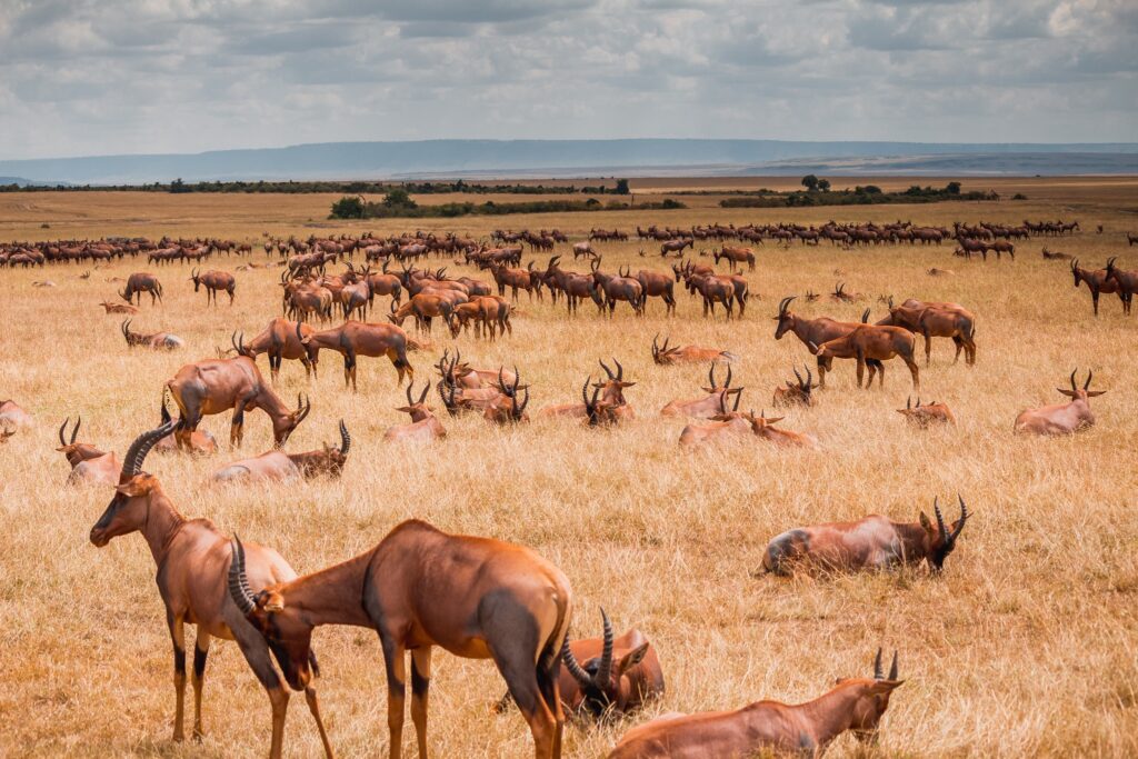 Safari and Beach Holiday Vacation in Kenya