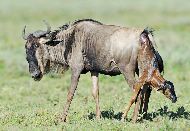 Wildebeest Calving Season in the Serengeti